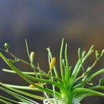 Attēlu rezultāti vaicājumam “Subularia aquatica leaf”