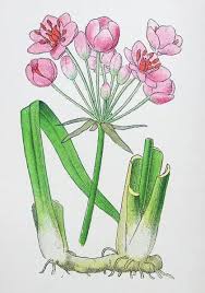 Attēlu rezultāti vaicājumam “Butomus umbellatus flower”