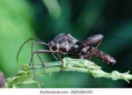 Attēlu rezultāti vaicājumam “Rhynocoris annulatus nymph”