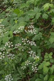 Attēlu rezultāti vaicājumam “Torilis japonica leaf”
