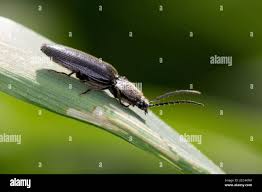 Attēlu rezultāti vaicājumam “Hemicrepidius sp.”