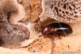 Attēlu rezultāti vaicājumam “Dacne bipustulata”