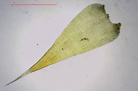 Attēlu rezultāti vaicājumam “Campylium chrysophyllum”