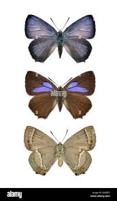 Attēlu rezultāti vaicājumam “Favonius quercus”