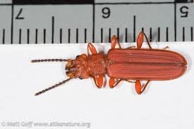 Attēlu rezultāti vaicājumam “Cucujidae”