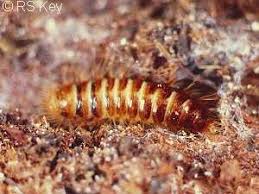 Attēlu rezultāti vaicājumam “Megatoma undata”