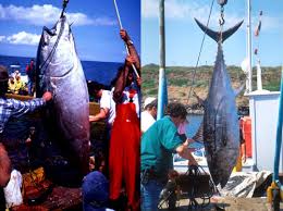 Image result for Thunnus thynnus