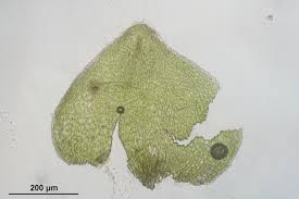 Attēlu rezultāti vaicājumam “Myurella julacea”