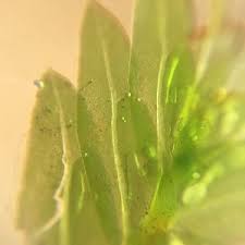 Attēlu rezultāti vaicājumam “Fissidens adianthoides sporophyte”