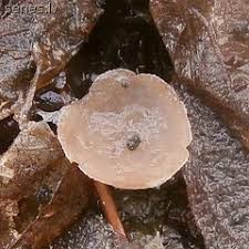 Attēlu rezultāti vaicājumam “Ciboria amentacea”