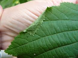 Attēlu rezultāti vaicājumam “Phyllonorycter nicellii”