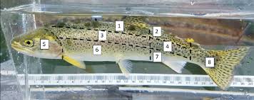 Image result for Oncorhynchus clarkii