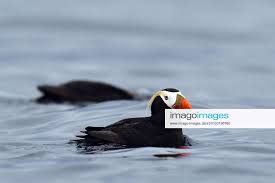 Image result for Fratercula cirrhata