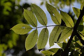 Attēlu rezultāti vaicājumam “Fraxinus excelsior leaf”