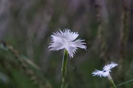 Attēlu rezultāti vaicājumam “Dianthus arenarius bud”