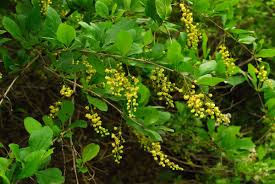 Attēlu rezultāti vaicājumam “Berberis”