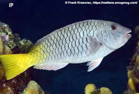 Image result for Sparisoma rubripinne