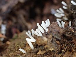 Attēlu rezultāti vaicājumam “Stemonitopsis typhina stalked”