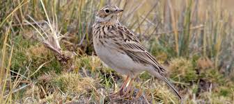 Attēlu rezultāti vaicājumam “Motacillidae”