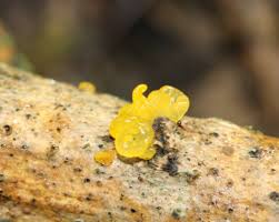 Attēlu rezultāti vaicājumam “Calocera pallidospathulata”