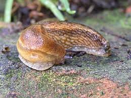 Attēlu rezultāti vaicājumam “Arion lusitanicus adult”