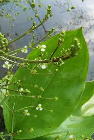 Attēlu rezultāti vaicājumam “Alisma plantago-aquatica leaf”