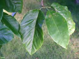 Attēlu rezultāti vaicājumam “Magnolia acuminata leaf”