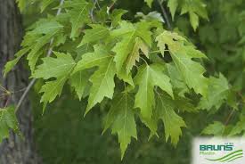 Attēlu rezultāti vaicājumam “Acer saccharinum”