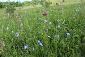 Attēlu rezultāti vaicājumam “Coenonympha glycerion underside”