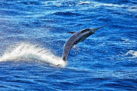 Image result for Istiophorus platypterus