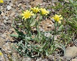 Attēlu rezultāti vaicājumam “Scorzonera humilis bud”