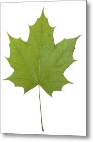 Attēlu rezultāti vaicājumam “Acer platanoides”