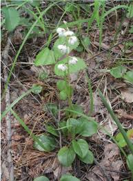 Attēlu rezultāti vaicājumam “Pyrola rotundifolia”