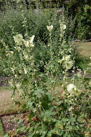 Image result for Alcea rugosa