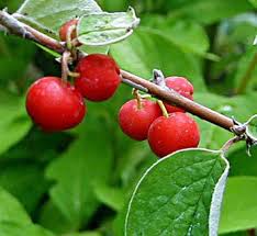 Attēlu rezultāti vaicājumam “Cotoneaster divaricatus”