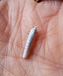 Attēlu rezultāti vaicājumam “Yponomeuta evonymella imago”