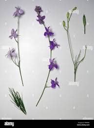 Image result for Consolida ajacis oder Consolida regalis