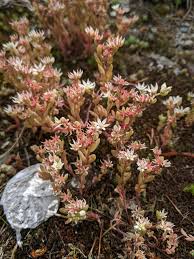 Attēlu rezultāti vaicājumam “Sedum hispanicum”