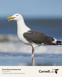Attēlu rezultāti vaicājumam “Larus marinus adult”