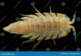 Attēlu rezultāti vaicājumam “Saduria entomon”