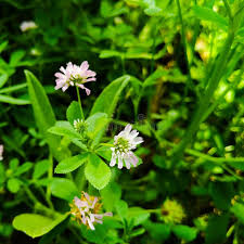 Attēlu rezultāti vaicājumam “Trifolium hybridum flower”