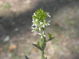 Attēlu rezultāti vaicājumam “Arabis glabra flower”