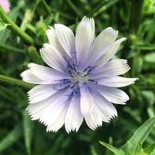 Attēlu rezultāti vaicājumam “Cichorium intybus flower”