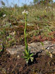 Attēlu rezultāti vaicājumam “Arabis hirsuta flower”