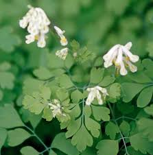 Attēlu rezultāti vaicājumam “Corydalis”