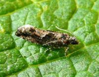 Attēlu rezultāti vaicājumam “Epinotia immundana”