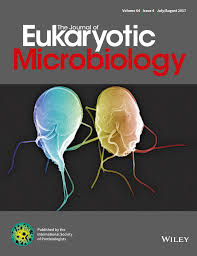 Attēlu rezultāti vaicājumam “Didymium annulisporum spores”
