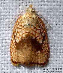 Attēlu rezultāti vaicājumam “Acleris forsskaleana”