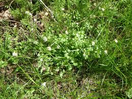 Attēlu rezultāti vaicājumam “Cardamine amara leaf”