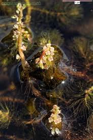Attēlu rezultāti vaicājumam “Myriophyllum alterniflorum”